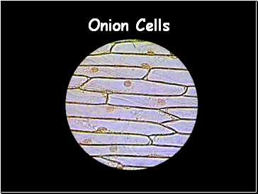Onion Cells