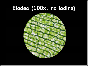 Elodea (100x, no iodine)