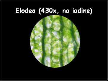 Elodea (430x, no iodine)