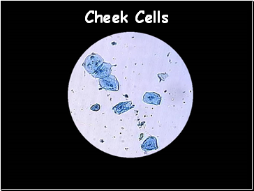 Cheek Cells