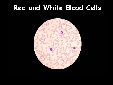 Red and White Blood Cells