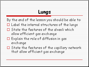 Lungs