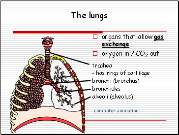 The lungs