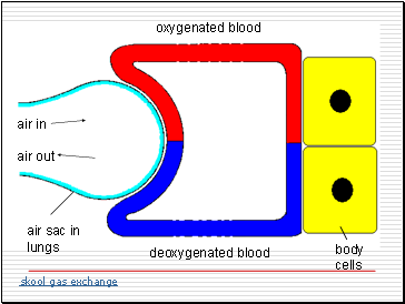 air sac in lungs