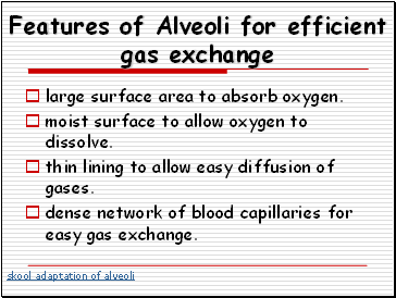 Features of Alveoli for efficient gas exchange