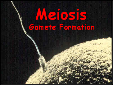 Meiosis