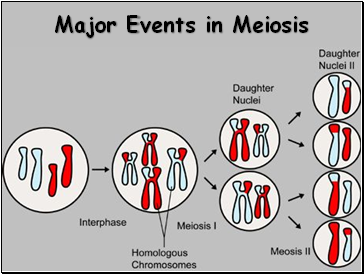Major Events in Meiosis