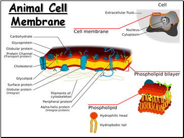 Animal Cell Membrane