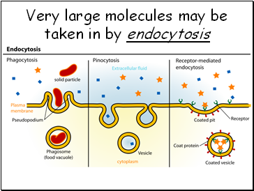 Very large molecules may be taken in by endocytosis