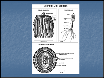 Microbes