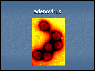 Adenovirus