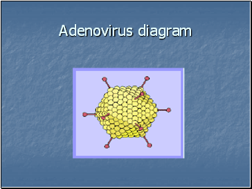 Adenovirus diagram