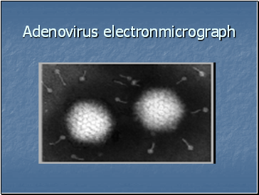 Adenovirus electronmicrograph
