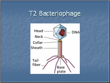 T2 Bacteriophage