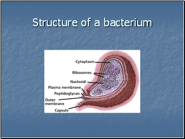 Structure of a bacterium