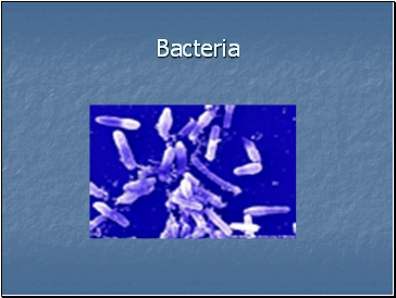 Bacteria