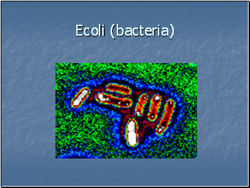 Ecoli (bacteria)