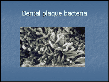 Dental plaque bacteria