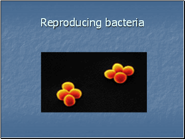 Reproducing bacteria
