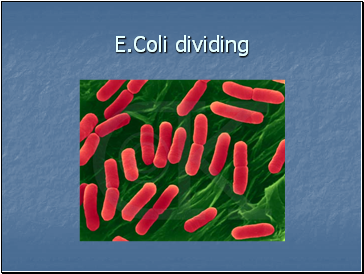 E.Coli dividing