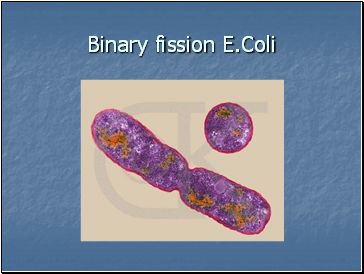 Binary fission E.Coli