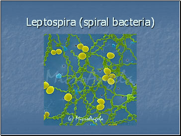 Leptospira (spiral bacteria)