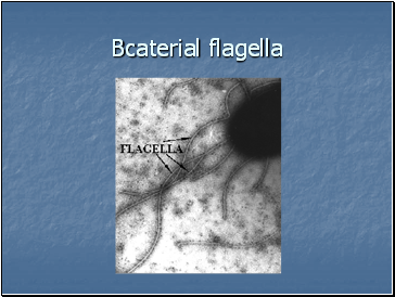 Bcaterial flagella