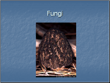 Fungi