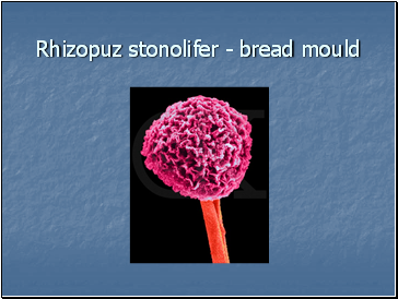 Rhizopuz stonolifer - bread mould