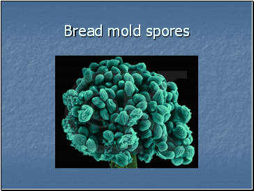 Bread mold spores