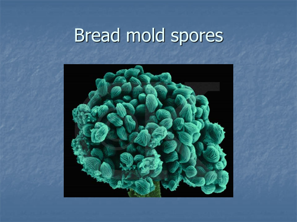 Microbes - Presentation Biology fungi diagram 