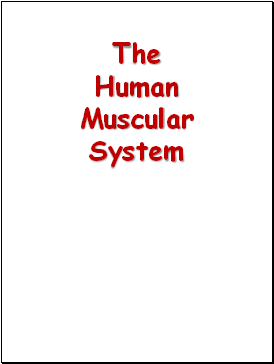 The Human Muscular System