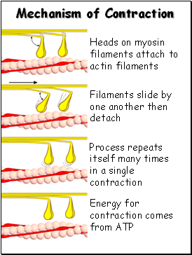 Mechanism of Contraction