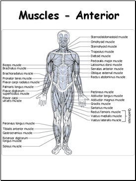 Muscles - Anterior