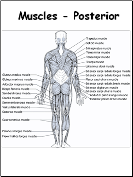 Muscles - Posterior