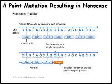 A Point Mutation Resulting in Nonsense