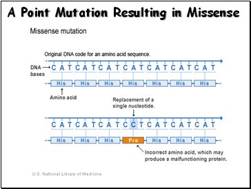 A Point Mutation Resulting in Missense