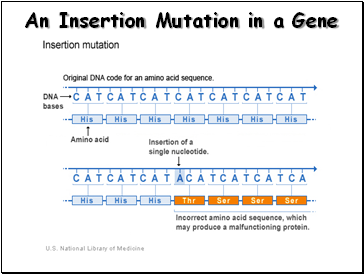 An Insertion Mutation in a Gene