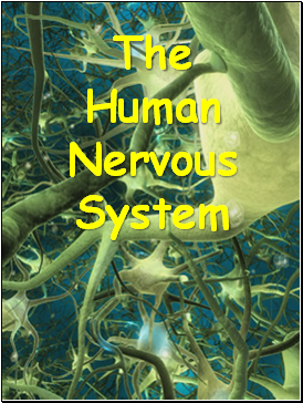 Nervous System