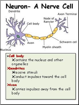 Neuron- A Nerve Cell