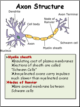 Axon Structure