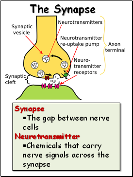 The Synapse