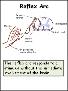 Reflex Arc