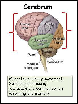 Cerebrum