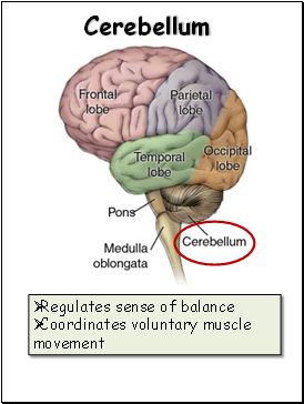 Cerebellum