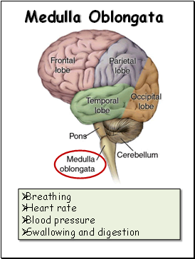 Medulla Oblongata