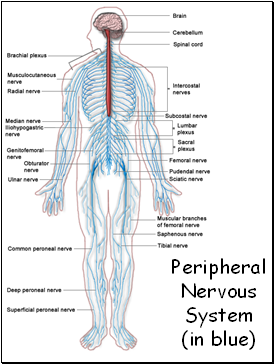 Peripheral Nervous System (in blue)