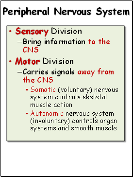 Peripheral Nervous System