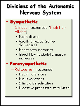 Divisions of the Autonomic Nervous System