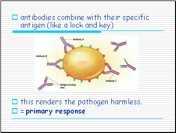 antibodies combine with their specific antigen (like a lock and key)